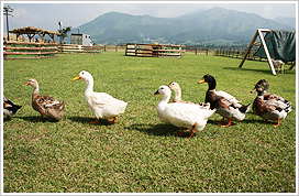 移動ふれあい動物園 おとぎの国メルヘン
